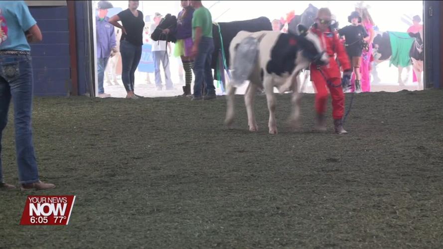 Best Dressed Bovine Contest at Allen County Fair puts a fun spin on showmanship