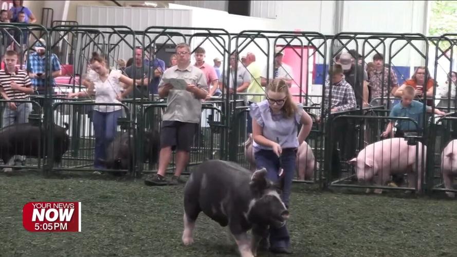 Friends face off in Berkshire Show at Allen County Fair