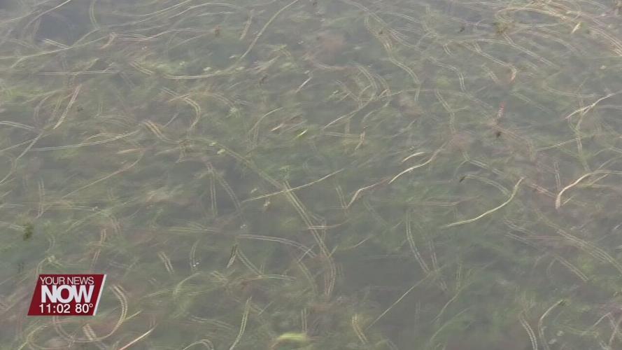 Gov. DeWine tours vegetation infestation problem at Indian Lake