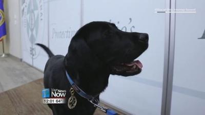 Electronic Sniffing K9