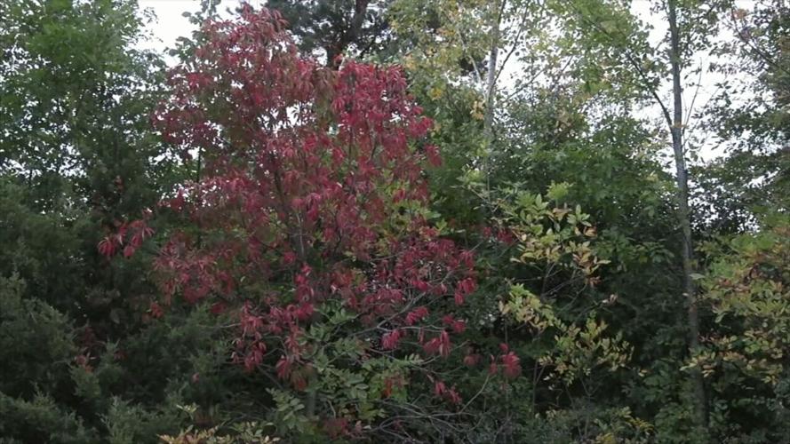 The leaves are starting to change - here's when to expect peak foliage in Ohio