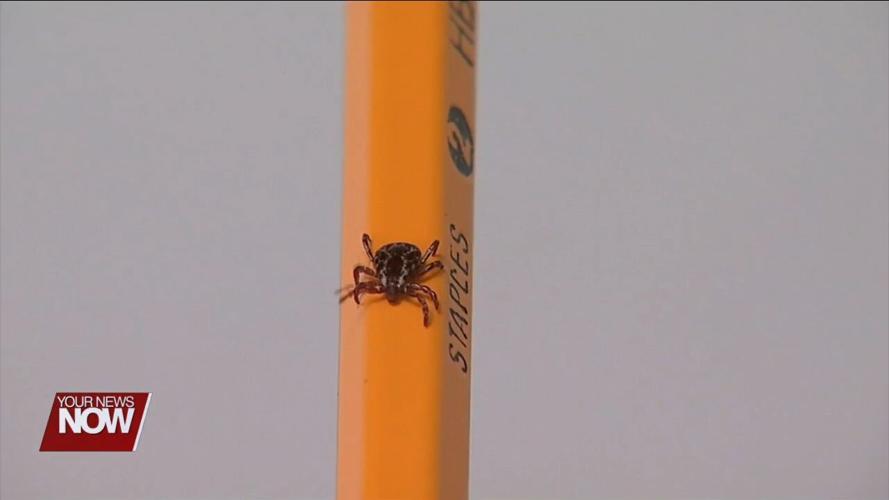Tips on spotting and removing ticks