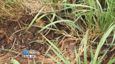 Wildlife affected by milder winter