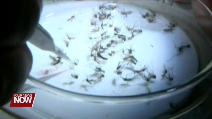 Standing water from recent rains create breeding ground for mosquitoes