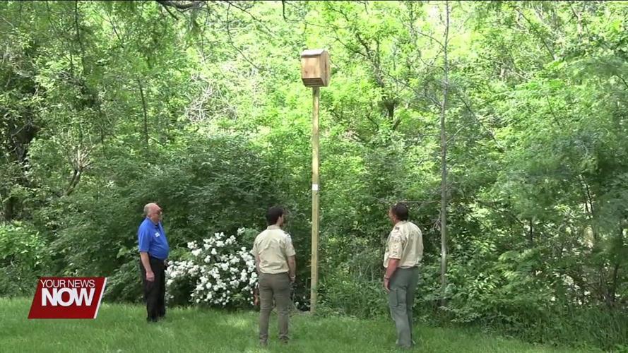 Endangered bat found along the Ottawa River gets a helping hand from a Cridersville Eagle Scout