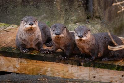 Toledo Zoo otter pups make public debut
