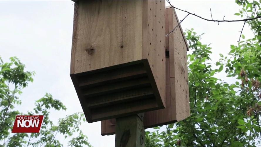 Endangered bat found along the Ottawa River gets a helping hand from a Cridersville Eagle Scout