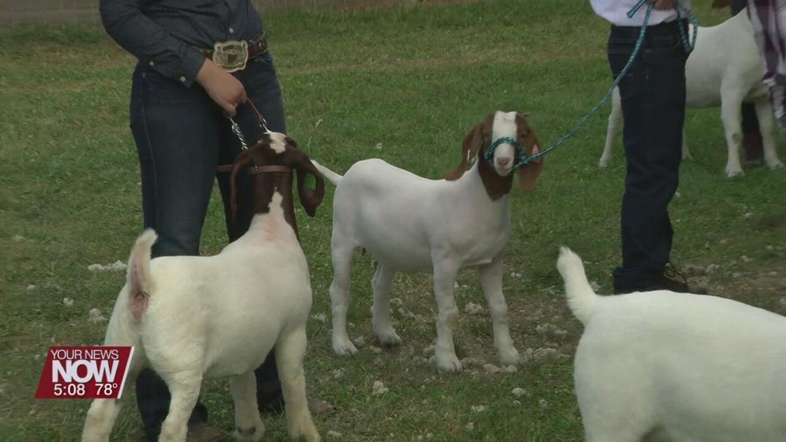 4H Spotlight Rabbit and Goat competitors find new environment, but