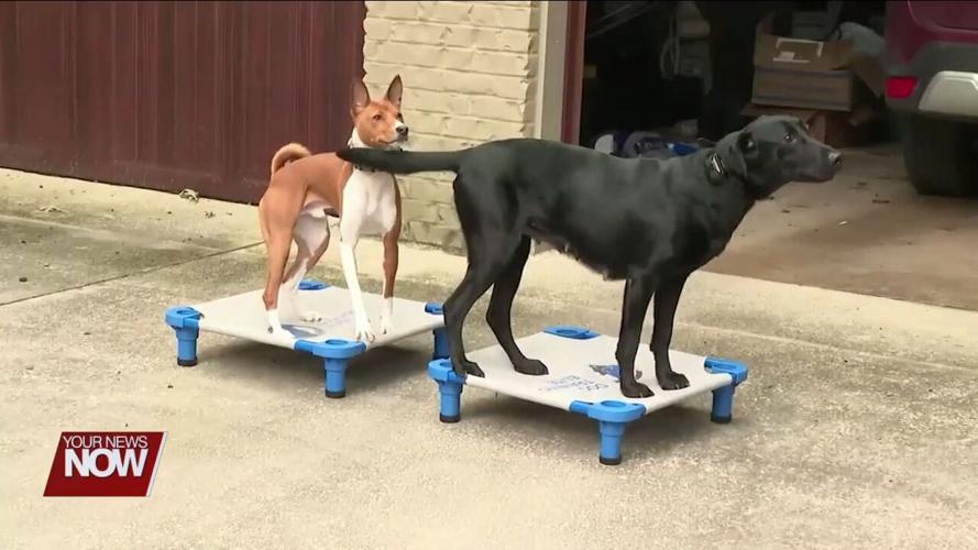 Bat tests positive for rabies in Putnam County