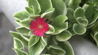 Lima Public Library launches Summer Photo Contest for amateur photographers