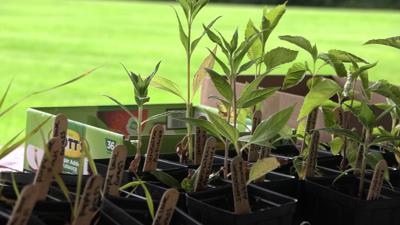 Native plant sale highlights benefits of pollinator-friendly landscaping in Allen County