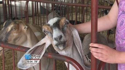 4 H Spotlight Goat Barn News Hometownstations Com