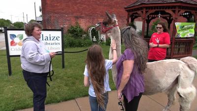 Social media llama visits Cridersville Library for summer reading program