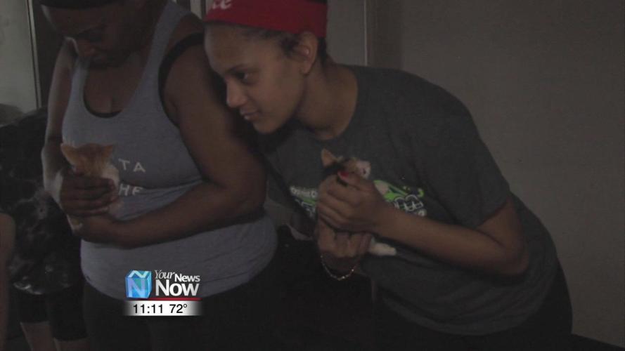 Van Wert County Humane Society, YMCA partner for Kitten Yoga2.jpg