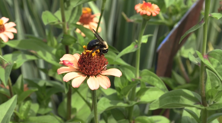 Local service club to plant pollinator gardens this spring