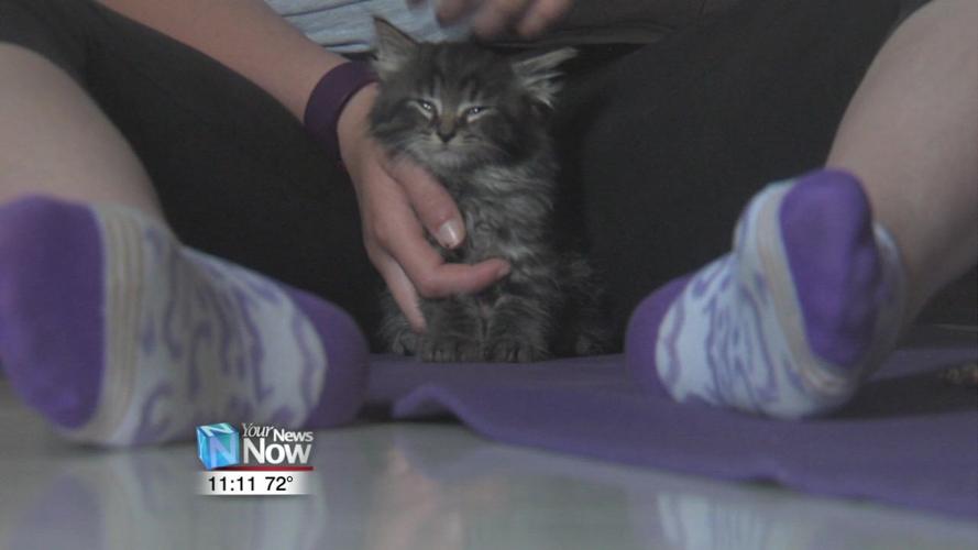 Van Wert County Humane Society, YMCA partner for Kitten Yoga.jpg