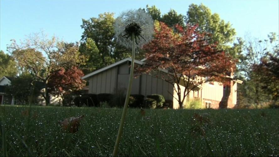 Doctor discusses tips for dealing with fall allergies