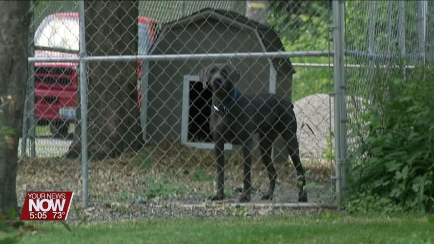 Dog Warden has advice so your pooch doesn't become a statistic for National Dog Bite Awareness Week