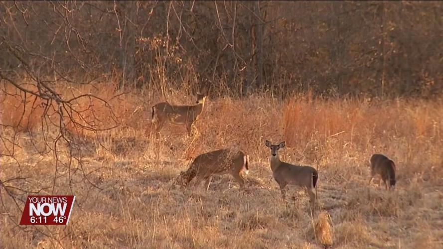 Chronic wasting disease confirmed in a deer killed in Allen County