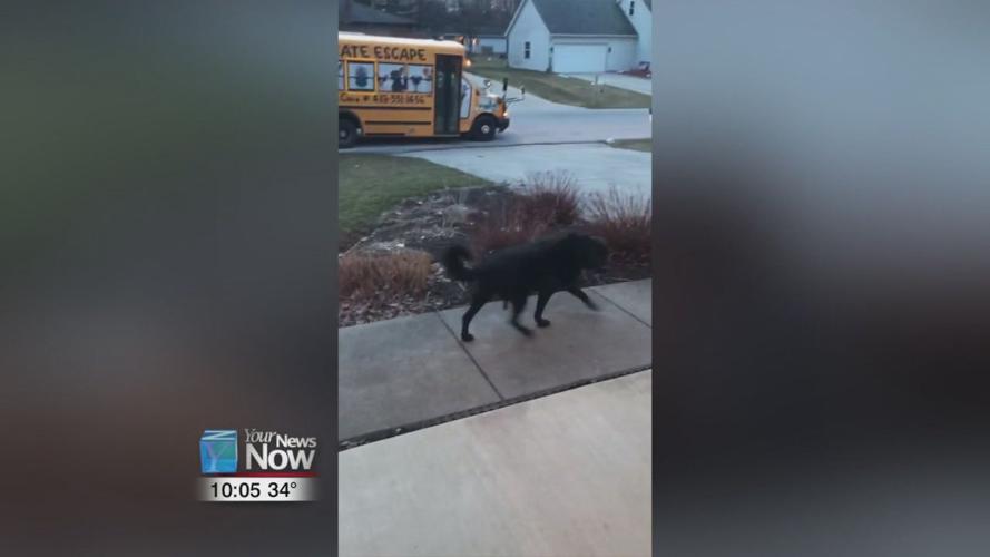 Local dog warms hearts with Facebook video