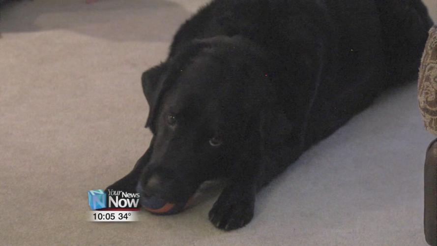 Local dog warms hearts with Facebook video