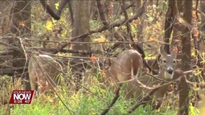 Deer hunters harvested 71,932 deer during gun hunting week