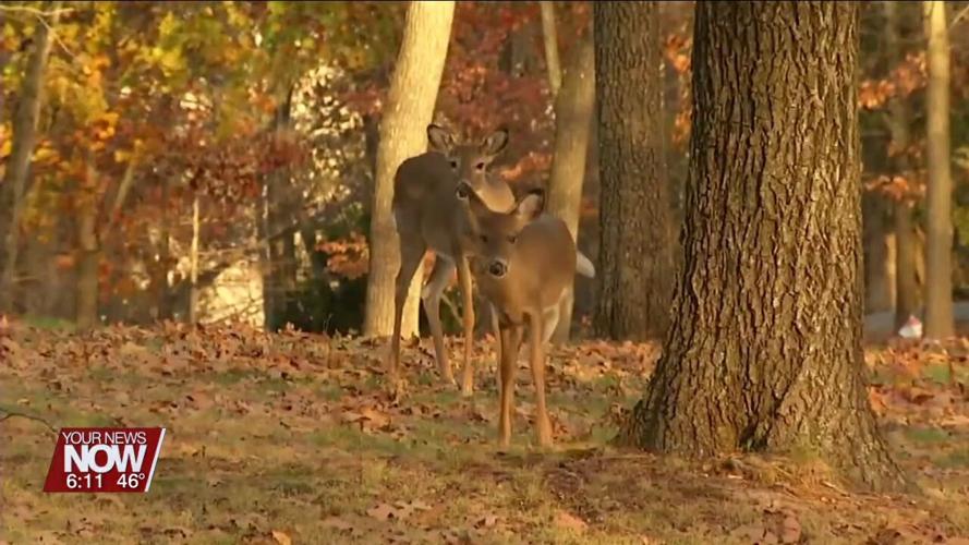 Chronic wasting disease confirmed in a deer killed in Allen County