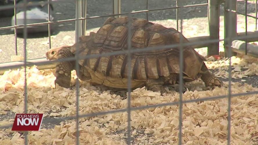 Petting zoo brings joy to residents of Lima Convalescent Home