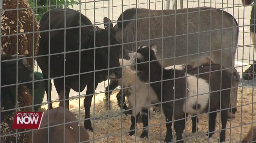 Petting zoo brings joy to residents of Lima Convalescent Home