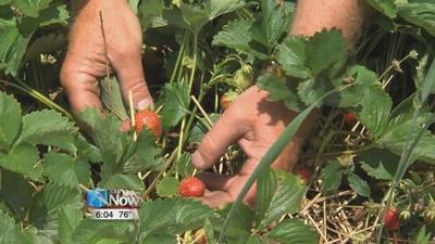 Shorter Strawberry Season this Year Due to Rainy Spring