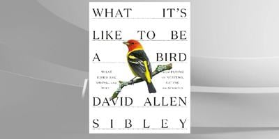 “The Sibley Guide to Birds.”