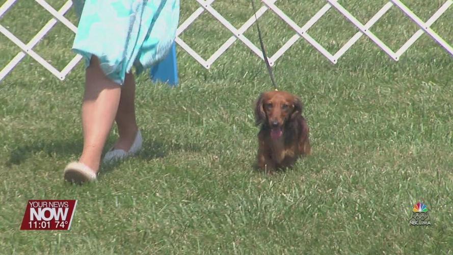 Lima Kennel Club hosts all-breed dog show