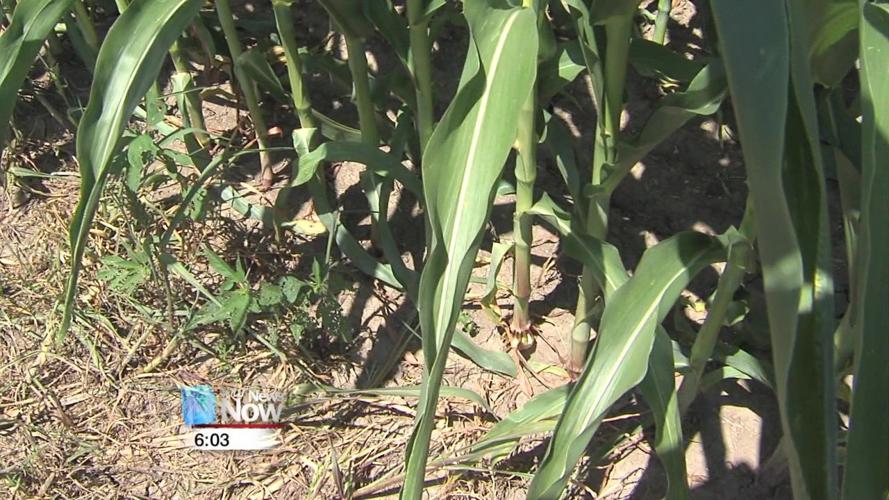 After a rough spring, farmers now dealing with dry conditions slowing crop growth 1.jpg