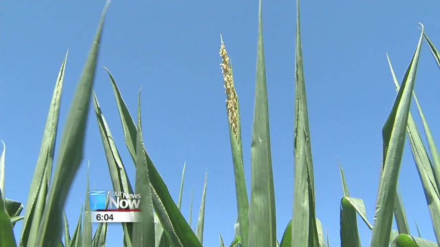 After a rough spring, farmers now dealing with dry conditions slowing crop growth 2.jpg