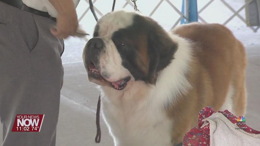Lima Kennel Club hosts all-breed dog show