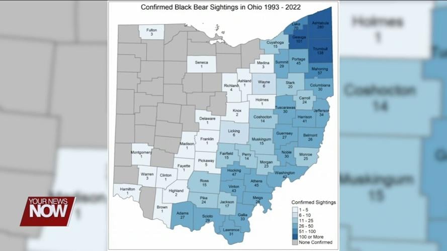 Black bear found dead in Allen County believed to have been hit by car