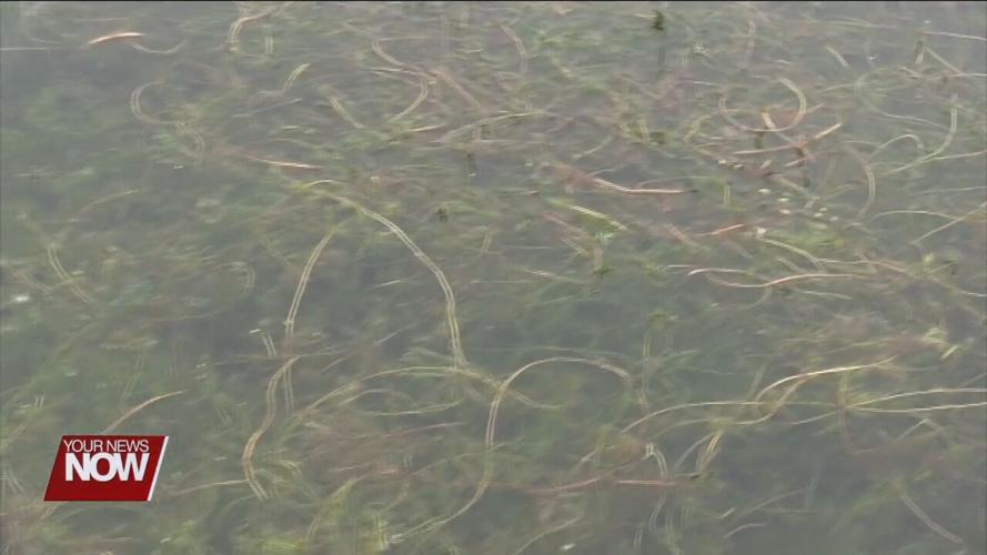 Plan unveiled to battle invasive weeds at Indian Lake News