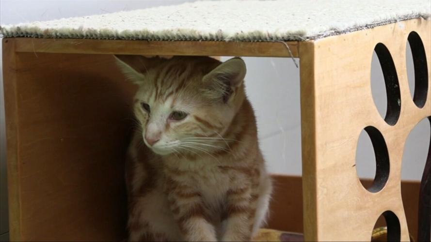 Van Wert Humane Society holds open house to check out new building