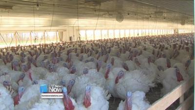 It's Turkey Time in West Central Ohio!