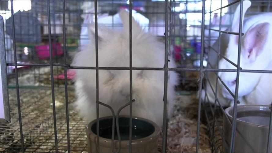 4-H Spotlight: "Bunny Boosters" mentoring young 4-H members