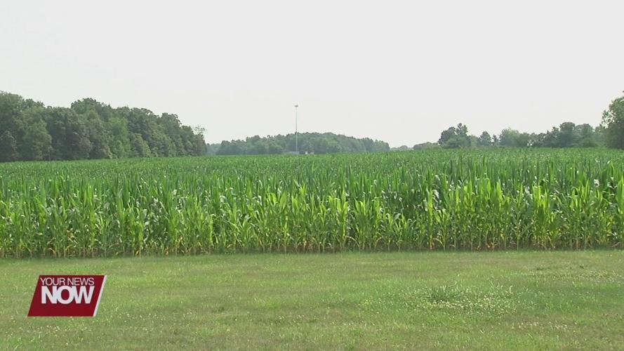 Rain last week and humidity this week is ideal for crop growth, but also pathogens