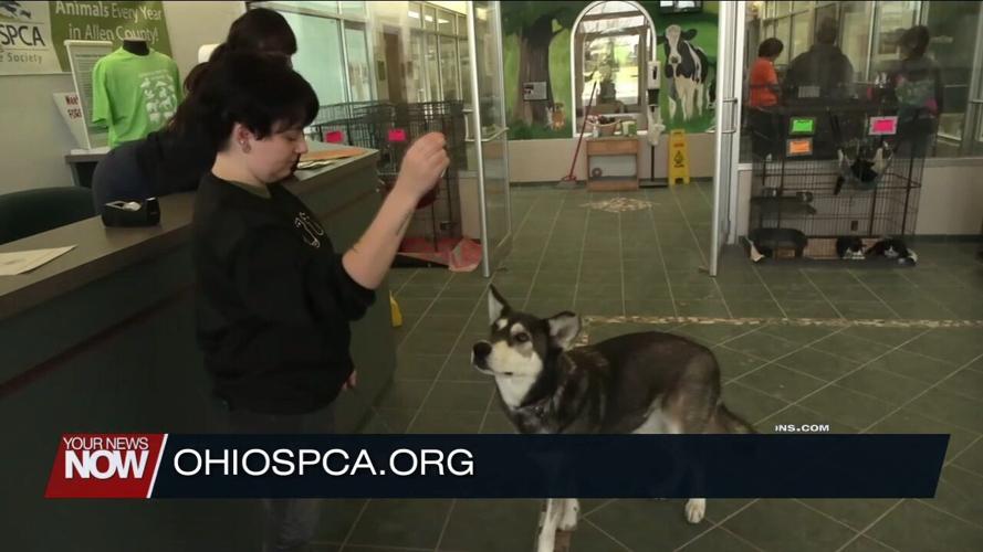 Temporary lower prices for dogs and cats at the Ohio SPCA & Humane Society in November