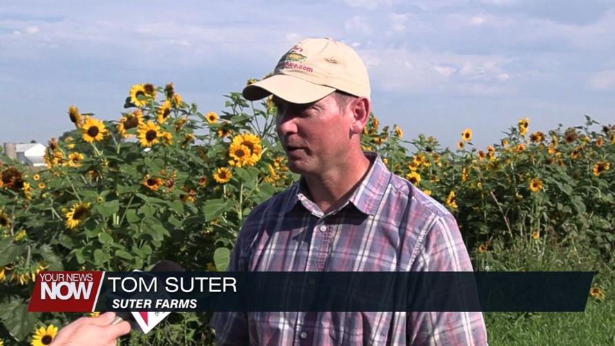 Area farmers battle unpredictable summer weather