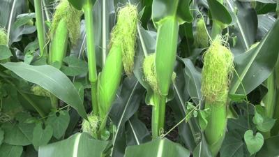 OSU Extension: Drought ends in Allen County, but global tensions drive fertilizer costs higher