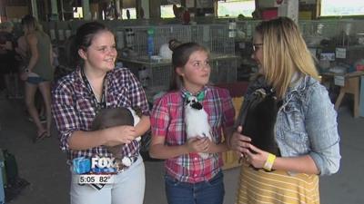 The High sisters find success with their rabbits
