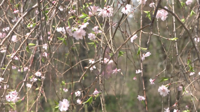 Lima Sister Cities Association prepares for annual cherry blossom festival