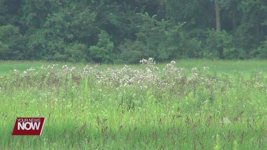 Hancock Park District continuing work on wetlands