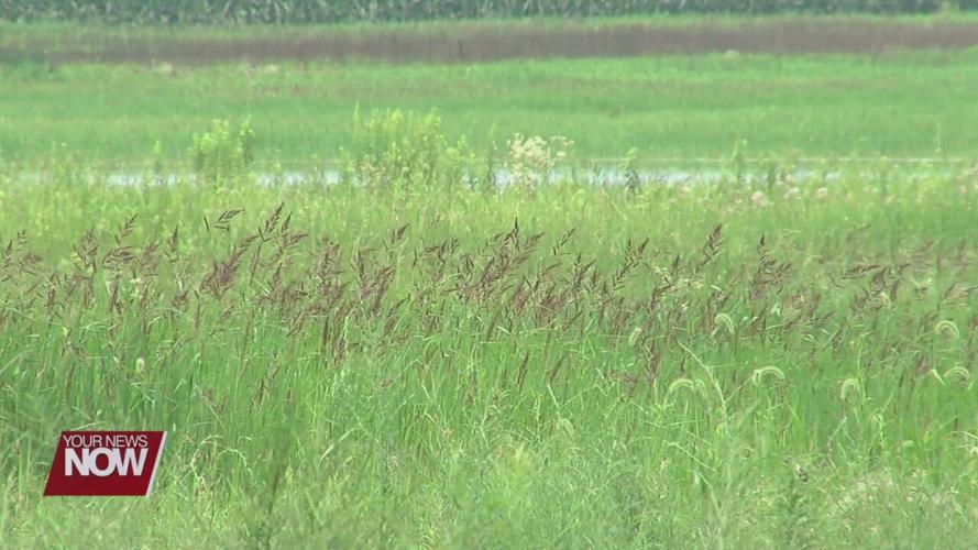 Hancock Park District continuing work on wetlands