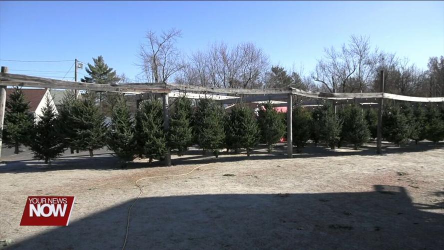 Shopping for a Christmas tree an activity for many on Black Friday