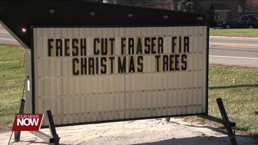 Shopping for a Christmas tree an activity for many on Black Friday